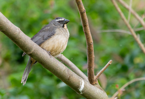 Bluish-grey Saltator