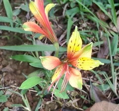 Alstroemeria caryophyllaea, photograph (c) Cajá-manga, some rights reserved (CC BY)