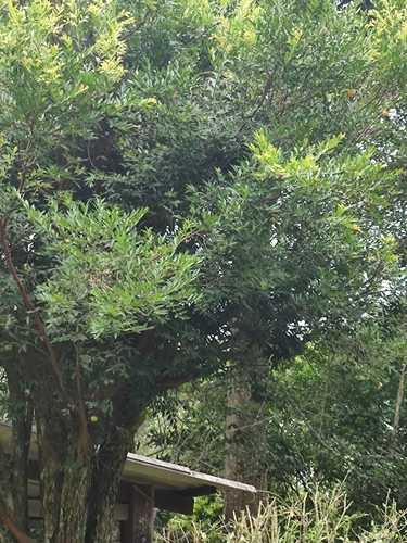 Image of Eugenia pyriformis by (c) Cajá-manga, some rights reserved (CC BY)
