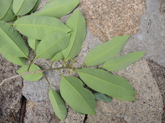 Aspidosperma megalocarpon
