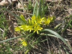Gagea podolica
