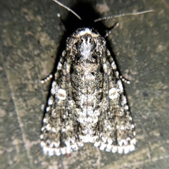 Acronicta afflicta