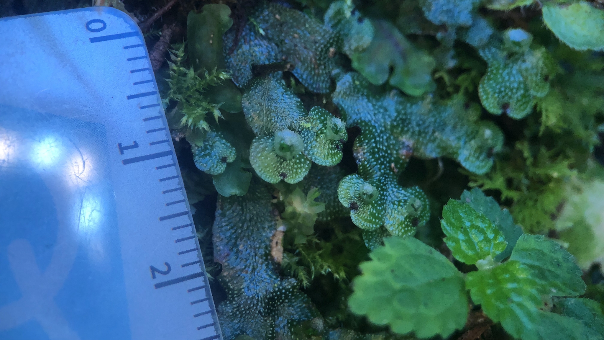 Marchantia formosana