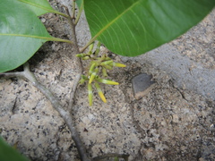 Aspidosperma megalocarpon