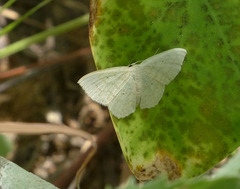 Scopula limboundata