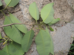 Aspidosperma megalocarpon