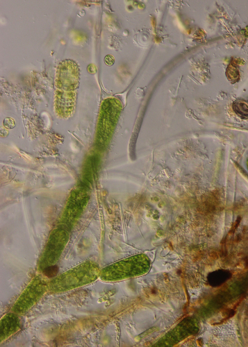 Bulbochaete spinosa