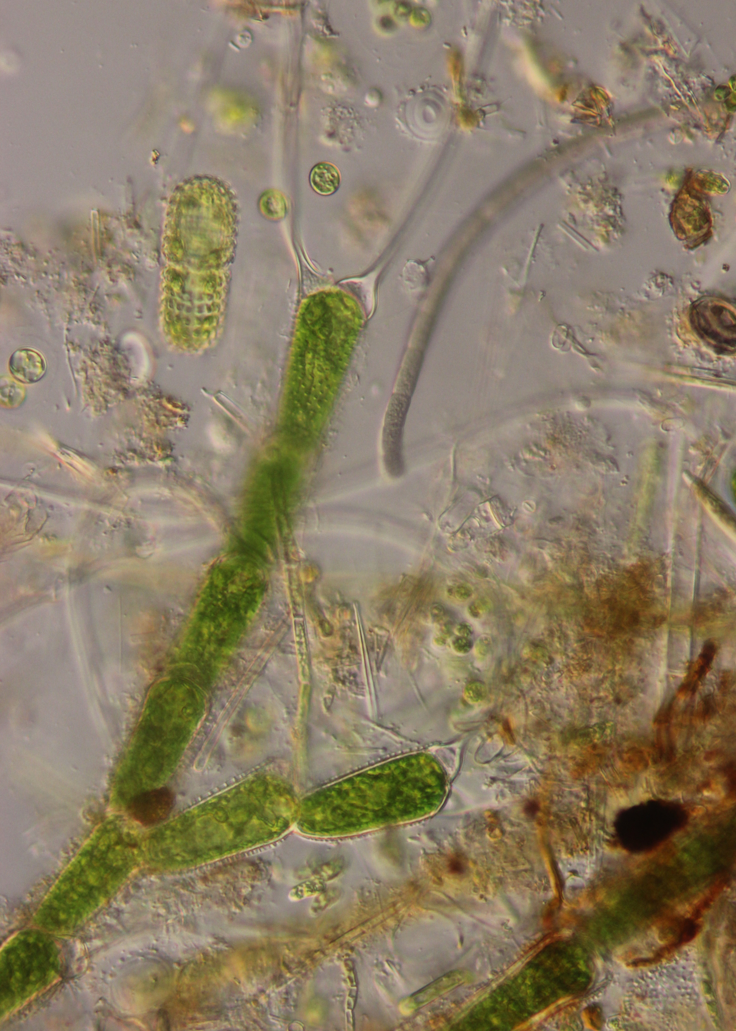 Bulbochaete spinosa