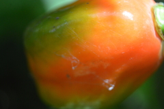 Capsicum pubescens