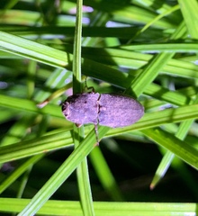 Agrypnus bipapulatus