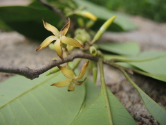 Aspidosperma megalocarpon