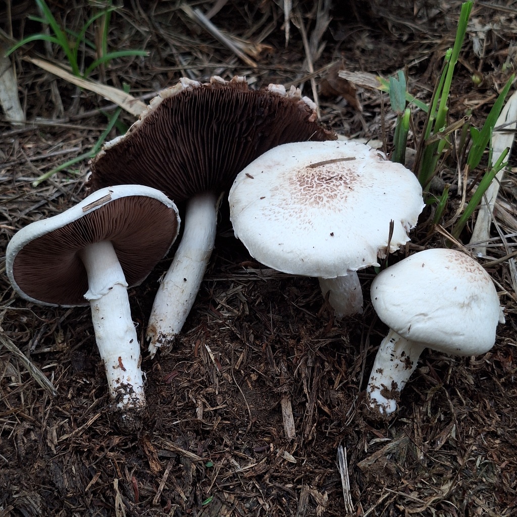 Agaricus aereiceps