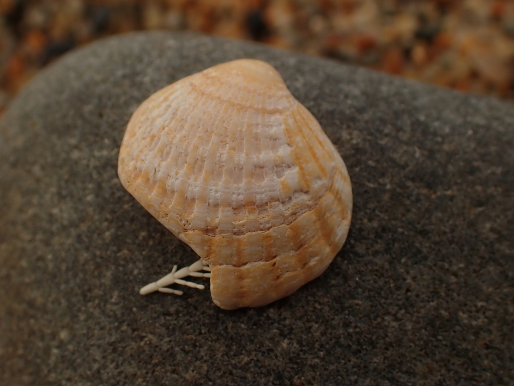 northern cyclocardia