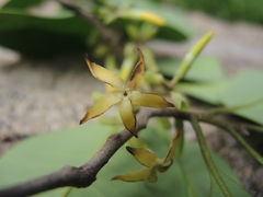 Aspidosperma megalocarpon