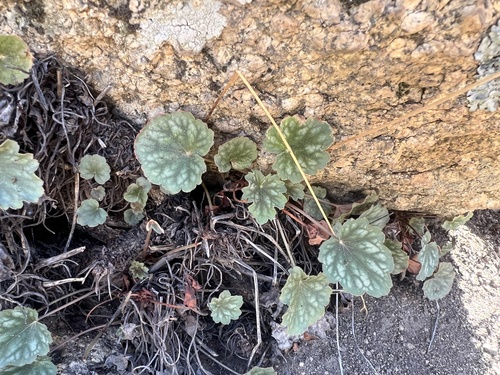 Soltis' alumroot (Heuchera soltisii)