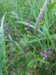 Polygala polygama