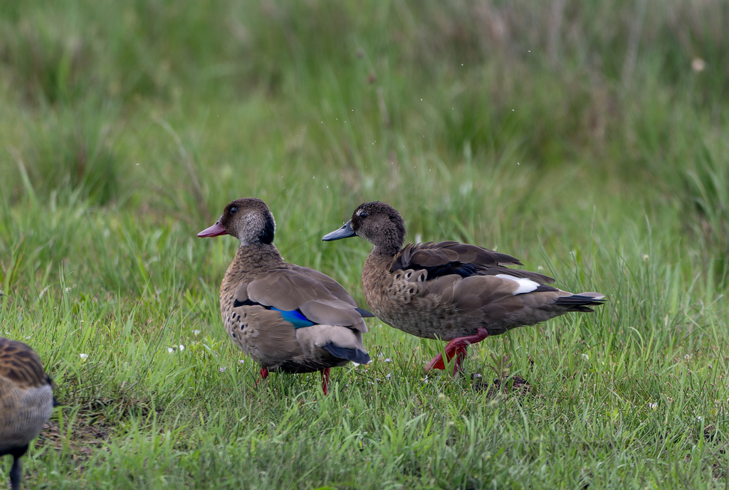 Greater Brazilian teal