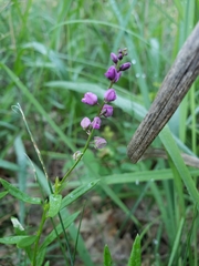 Polygala polygama
