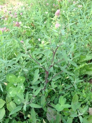 Chenopodium striatiforme