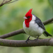 Red-crested Cardinal - Photo (c) David F. Belmonte, some rights reserved (CC BY-NC), uploaded by David F. Belmonte