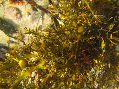 Carpophyllum plumosum