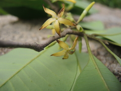 Aspidosperma megalocarpon