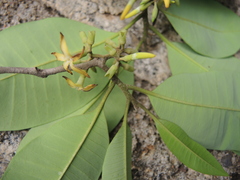 Aspidosperma megalocarpon