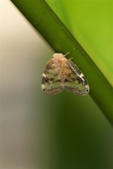 Scolypopa