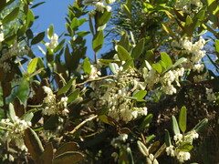 Gaultheria insana