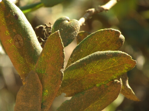 Gaultheria insana, photograph 2
