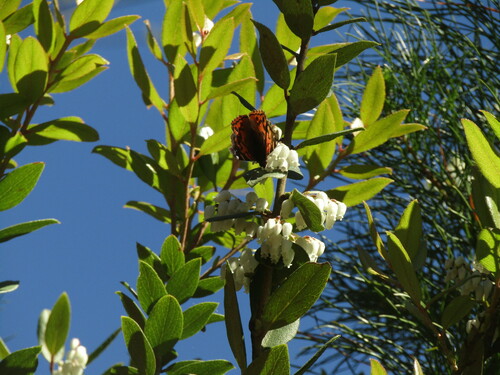 Gaultheria insana, photograph 1