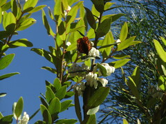 Gaultheria insana, photograph Bruno Avilez, CC BY, iNaturalist via GBIF