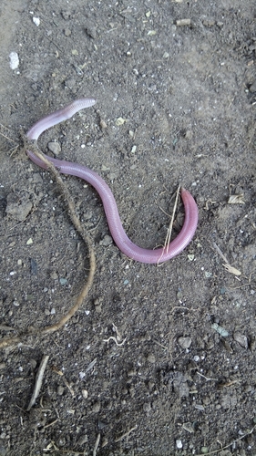 Amphisbaena kingii