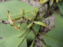 Aspidosperma megalocarpon