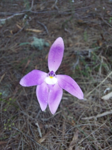 Caladenia major, photograph 4