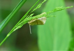 Protodeltote albidula