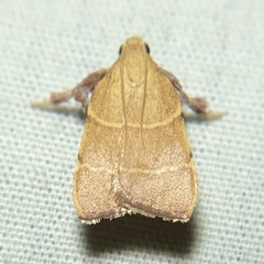 Parachma ochracealis