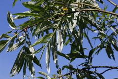 Salix schwerinii