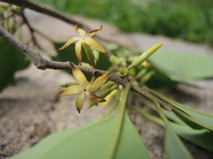 Aspidosperma megalocarpon