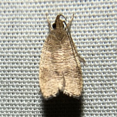 Psilocorsis cryptolechiella