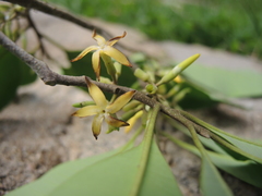 Aspidosperma megalocarpon