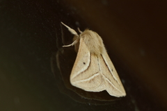 Cinommata bistrigata