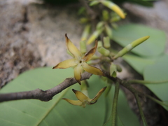 Aspidosperma megalocarpon