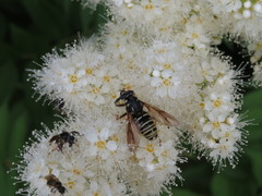 Temnostoma excentrica
