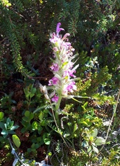 Pedicularis lanata