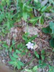 Vinca minor