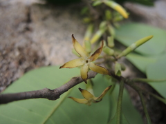 Aspidosperma megalocarpon