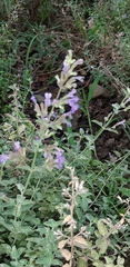 Mentheae