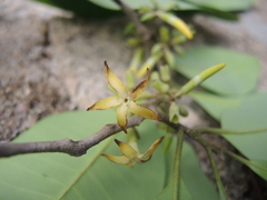 Aspidosperma megalocarpon