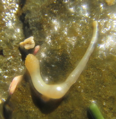 Phascolosoma annulatum